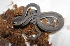 Dragon Snake2.jpg