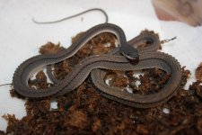 Dragon Snake1.jpg