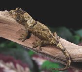 chahoua-gecko.jpg