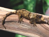 baby-chahoua-gecko.jpg