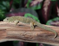 eurydactylodes-agricolae-female.jpg