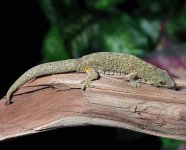 eurydactylodes-agricolae-females.jpg