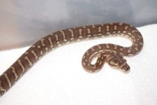 Bredli001.jpg