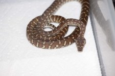 Bredli002.jpg