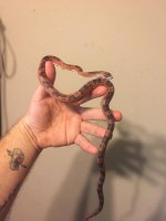 scalelessm.jpg