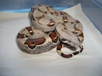 11-29-10boas 004.jpg