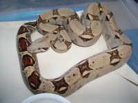 11-29-10boas 002.jpg