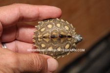 Yellow Blotch Female 2.jpg