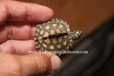 Yellow Blotch Male 2.jpg
