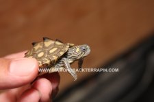 Yellow Blotch Female 1 Head.jpg