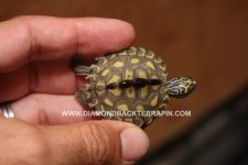 Yellow Blotch Male 1.jpg