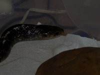 DSCN1371.jpg