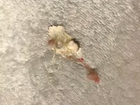 IMG_1681.jpeg