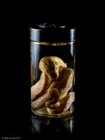amazon basin in jar-2.jpg