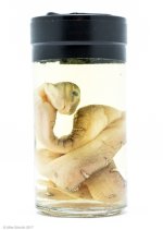 amazon basin in jar.jpg