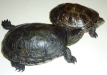 euro pond turtles.jpg