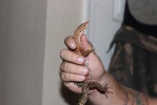 pilbara4.jpg