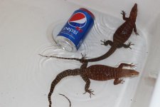 pilbara3.jpg