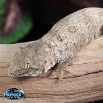 leachie.jpg