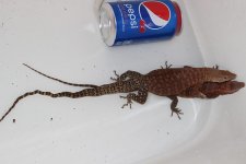 pilbara2.jpg