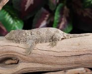 leachianus.jpg