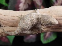 leachianus-gecko-baby.jpg
