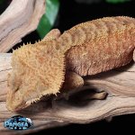 female-crested-gecko.jpg