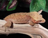 female-tiger-crested-gecko.jpg