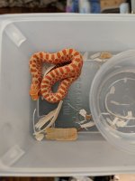 Female 1-2.jpg