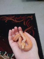 albino male 2.jpg