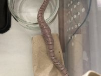IMG_1152.jpg