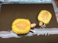 albino1.jpg