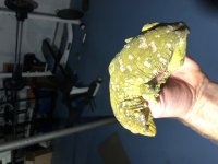 Leachie.jpg