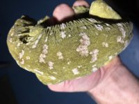 Leachie 2.jpg