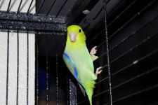 male for sale.jpg