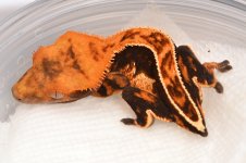 041318_U23_11g_GM_Super_Soft_Scale_Jet_Black_Halloween_Full_Pinstripe_-_White_Wall_Laterals_-_JA.jpg