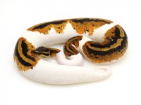 piebald-yb.jpg