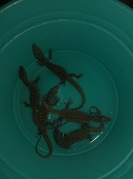 baby ackies.jpg