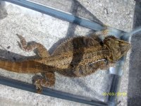 DRAGONS 016.jpg