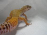 geckos 006.jpg