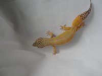 geckos 004.jpg