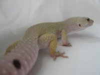 geckos 009.jpg