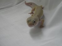 geckos 010.jpg