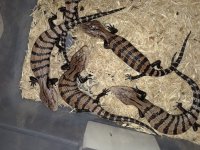 Keven2bluetongues.jpg