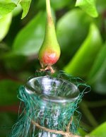 Pear bottle 1.JPG
