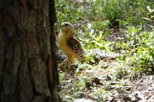 hawk_claiming_squirrel_01.jpg