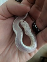 Male Snow Conda2.jpg