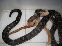 Samael eating 20 JAN 2019.jpg