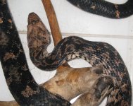 Samael has eaten 20 Jan 2019.jpg