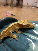 Gecko 1.jpg